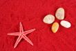 Starfish and stones on the red sand