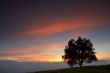 Solitary tree on the fog sea