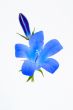 Blue flower