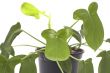 indoor plants