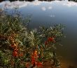 berries and water