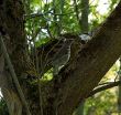Wild bird