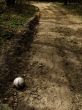 Ball on forest road