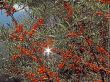 orange berries
