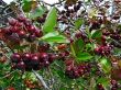 Berries of a black mountain ash