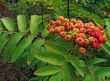 Berries of a mountain ash and the fly
