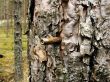 Bullet in a pine