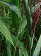 bulrush after rain