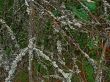 Moss on branches