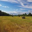 midday field