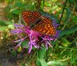 The butterfly on a flower