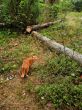 orange cat
