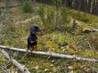 Dog in a wildness forest
