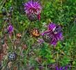 summer flowers