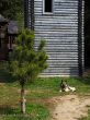 The wooden house and sentry dog