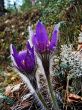 The first spring flower - `son-trava`