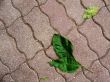 Green leaves on sidewalk