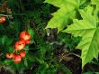 Marple leaves and red flowers