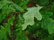 Leaves of an oak