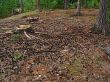 forest glade with pine cones