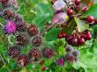 Prickly flowers and black mountain ash