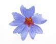 Blue flower