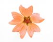 Orange flower