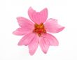 Pink flower
