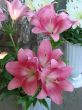 big rosy lilly bouquet