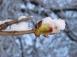 blooming chestnut buds covered with snow