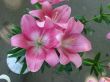 big rosy lilly bouquet