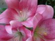 big rosy lilly bouquet