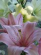 big rosy lilly bouquet