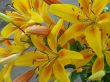 deep yellow big lilly bouquet
