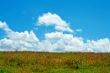 Green field, blue sky and white clouds