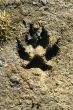 Paw Print