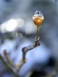 Frozen Bud