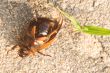 Dead June Bug