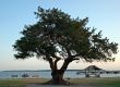 Coastal Tree