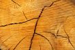 Tree rings