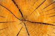 Tree rings