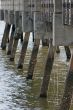 Pilings under Pier