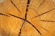 Tree rings