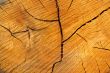 Tree rings