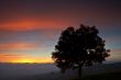 Solitary tree on the fog sea
