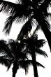 Palm Silhouette
