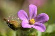 pink wild geranium