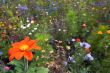 summer field of flowers