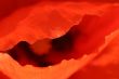 inside a poppy