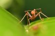 agressive red ant guard